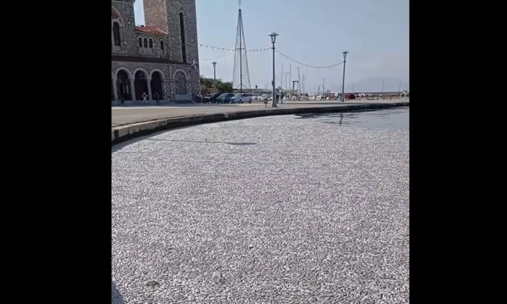 Βόλος: Απόκοσμες εικόνες από τα νεκρά ψάρια στην παραλία
